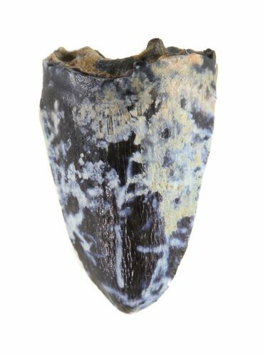 Deinosuchus Tooth - Aguja Formation, Texas #50667
